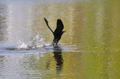 Phalacrocorax carbo